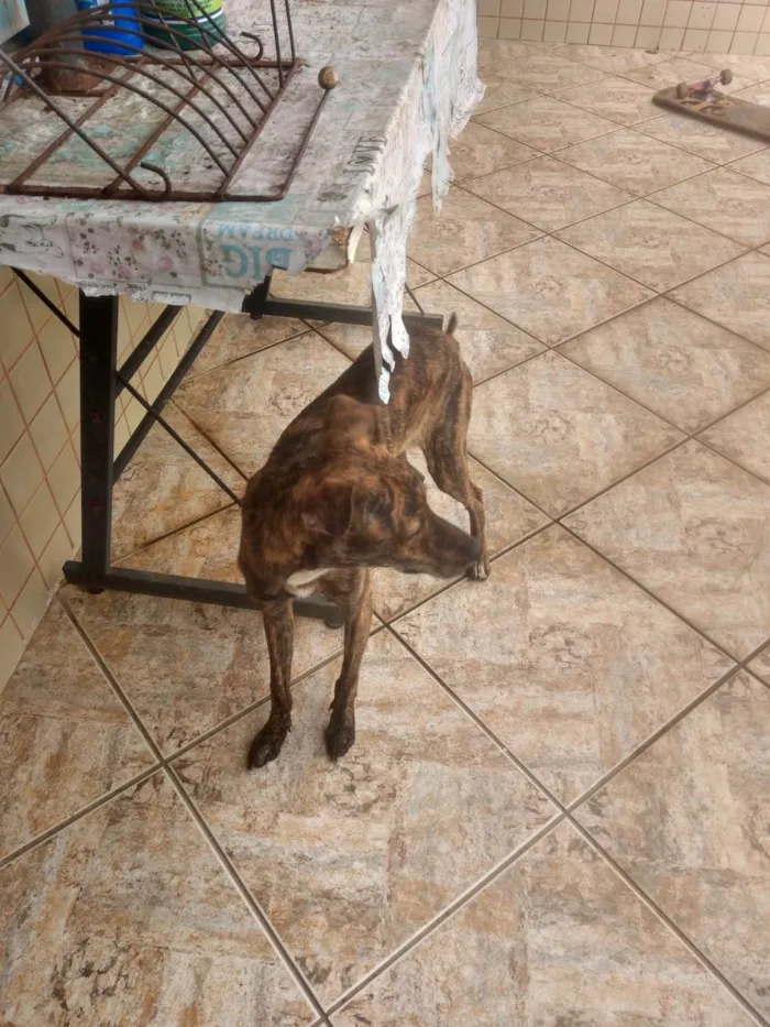 Cachorro ra a SRD-ViraLata idade 7 a 11 meses nome Raica