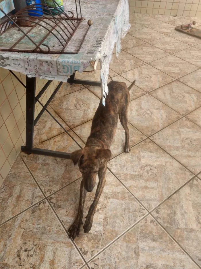 Cachorro ra a SRD-ViraLata idade 7 a 11 meses nome Raica