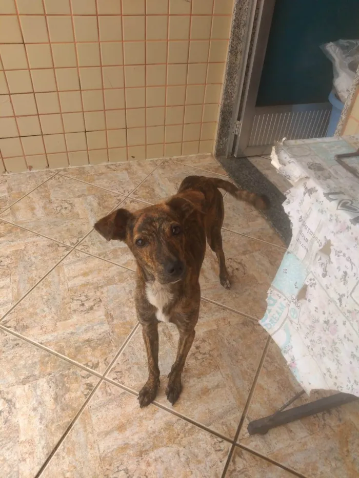 Cachorro ra a SRD-ViraLata idade 7 a 11 meses nome Raica