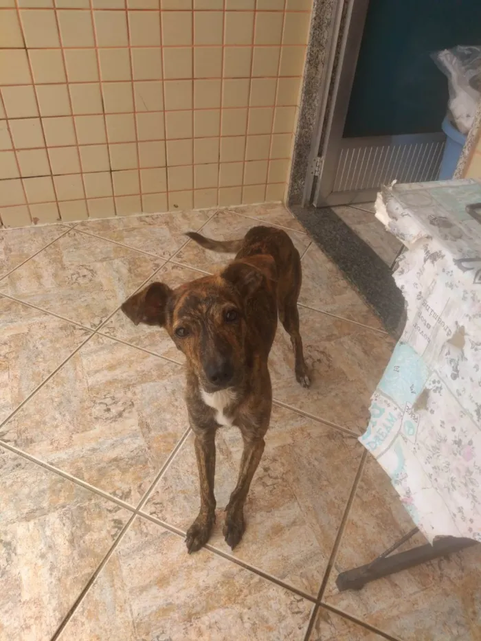 Cachorro ra a SRD-ViraLata idade 7 a 11 meses nome Raica