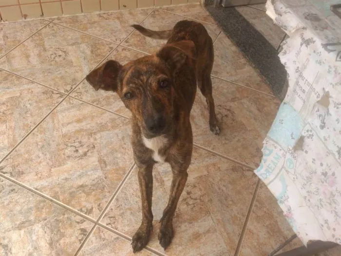 Cachorro ra a SRD-ViraLata idade 7 a 11 meses nome Raica
