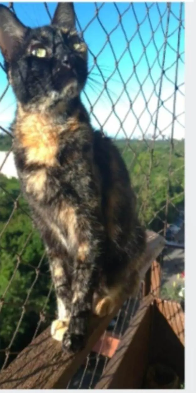 Gato ra a srd escaminha rosét  idade 6 ou mais anos nome MEG