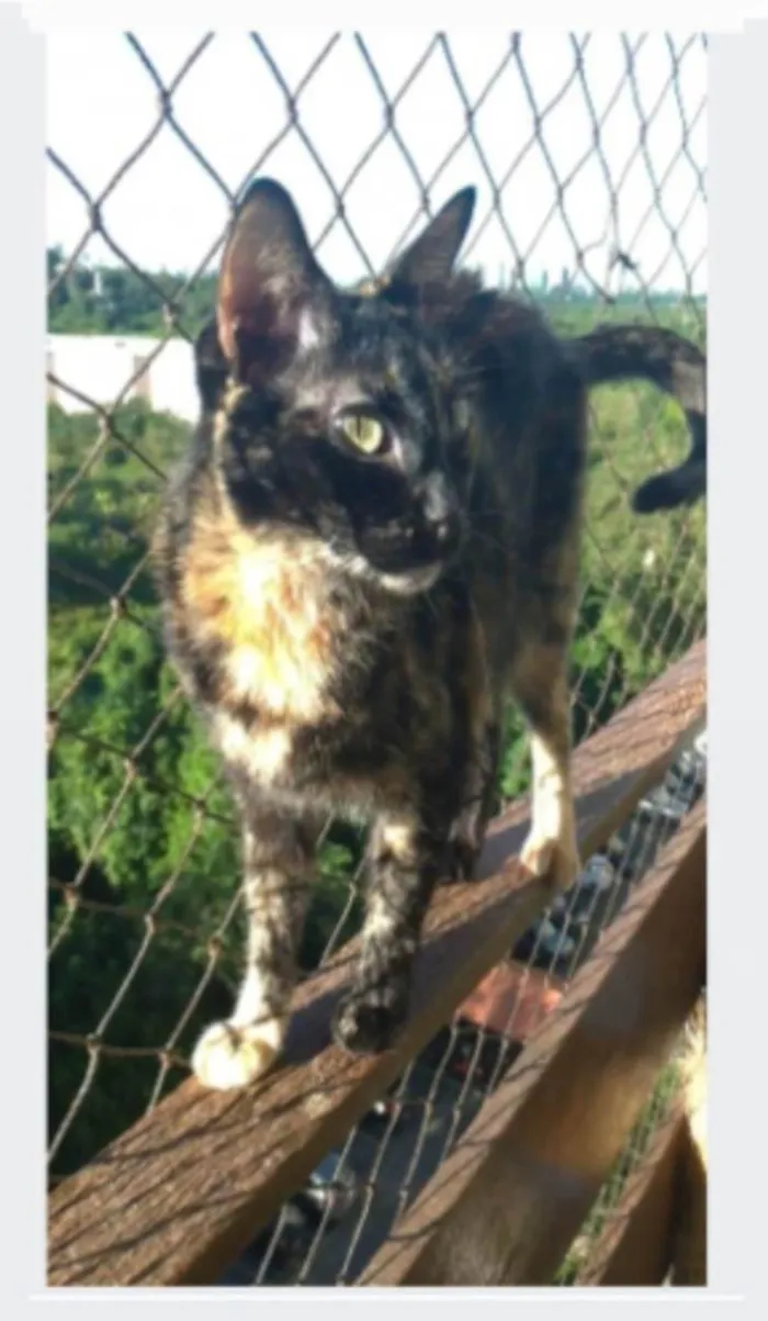 Gato ra a srd escaminha rosét  idade 6 ou mais anos nome MEG
