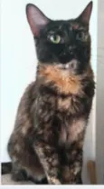 MEG