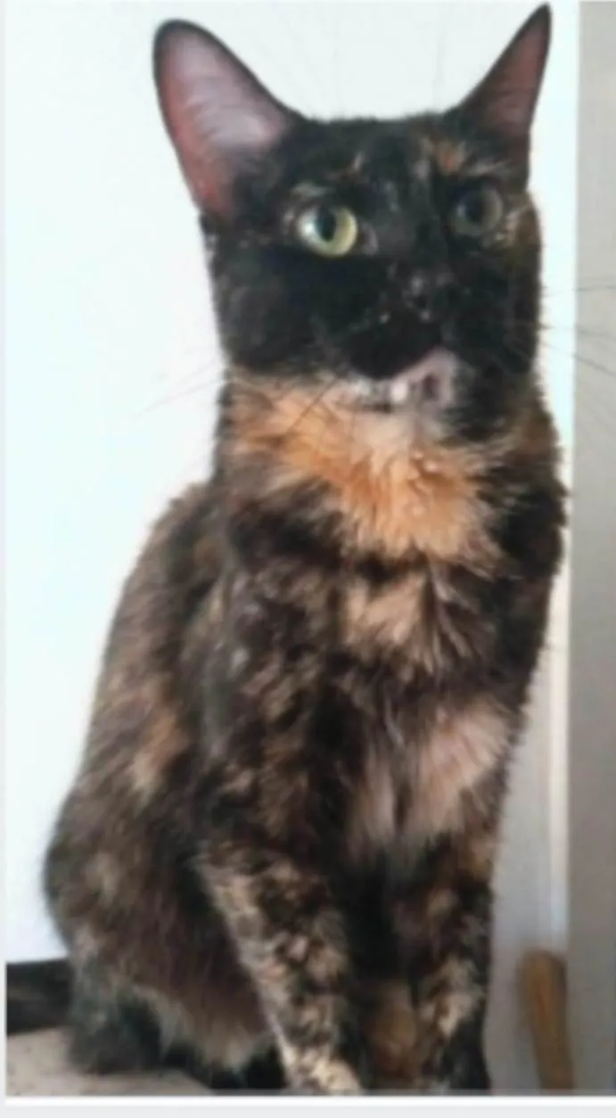 Gato ra a srd escaminha rosét  idade 6 ou mais anos nome MEG