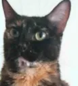 MEG