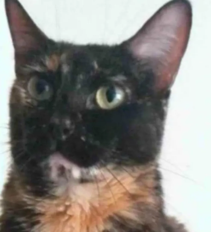 Gato ra a srd escaminha rosét  idade 6 ou mais anos nome MEG
