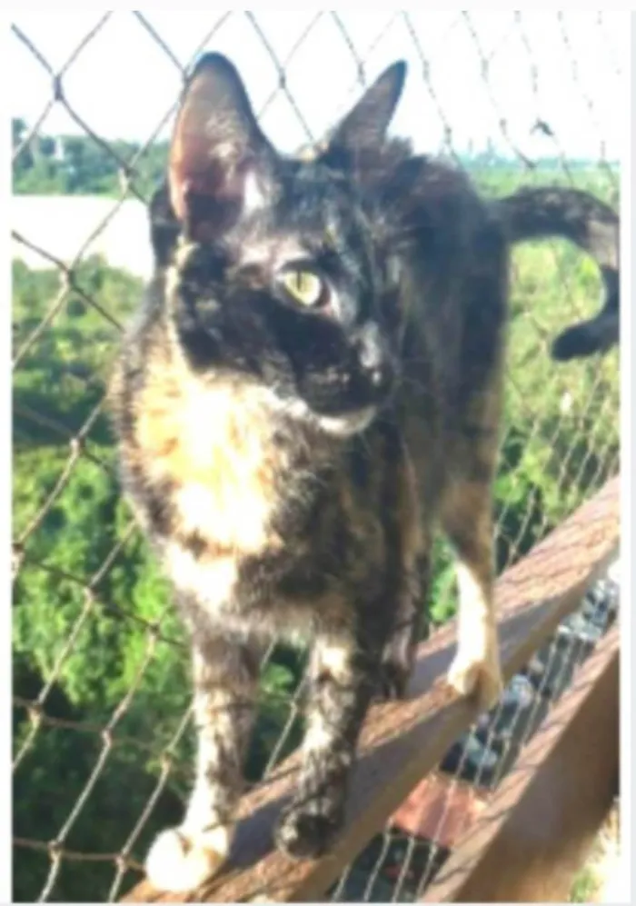 Gato ra a srd escaminha rosét  idade 6 ou mais anos nome MEG