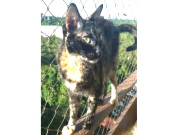 Gato ra a srd escaminha rosét  idade 6 ou mais anos nome MEG