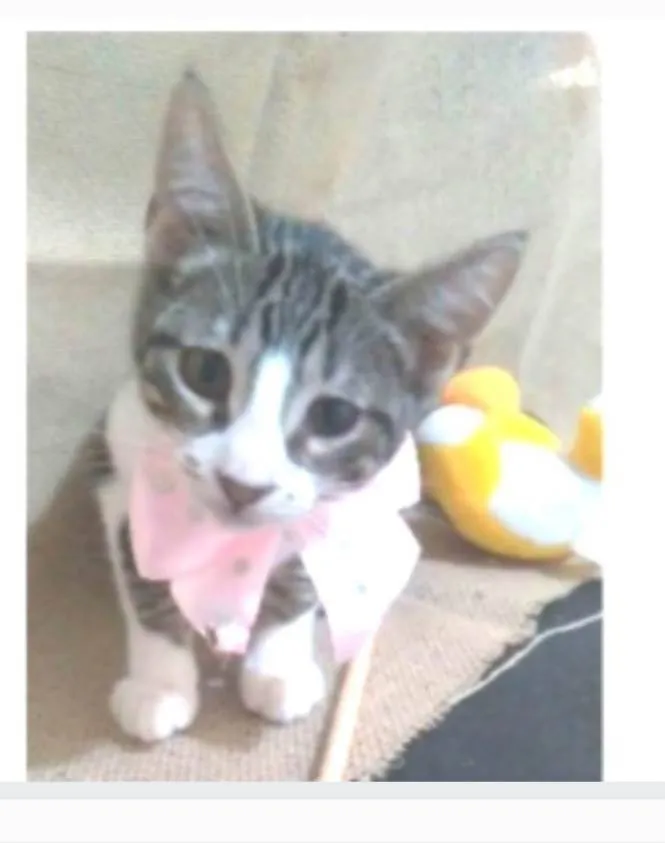 Gato ra a srd idade 2 a 6 meses nome ELENA
