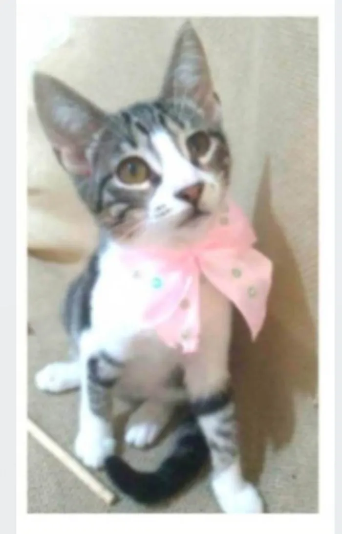 Gato ra a srd idade 2 a 6 meses nome ELENA