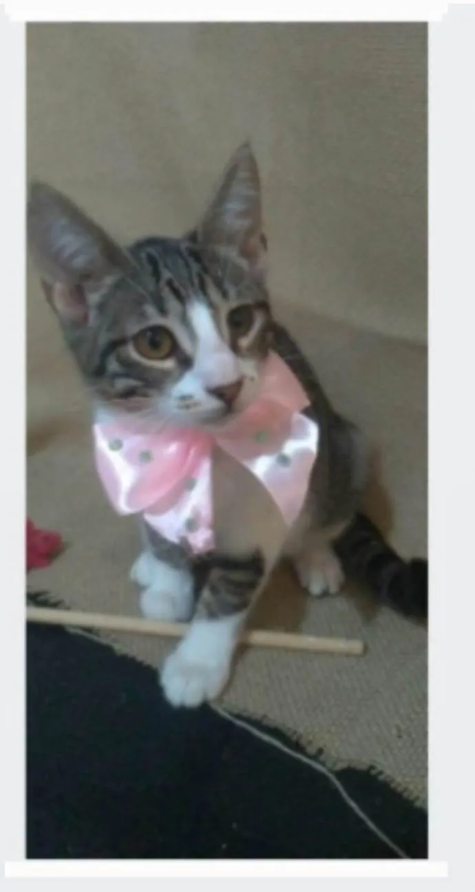 Gato ra a srd idade 2 a 6 meses nome ELENA