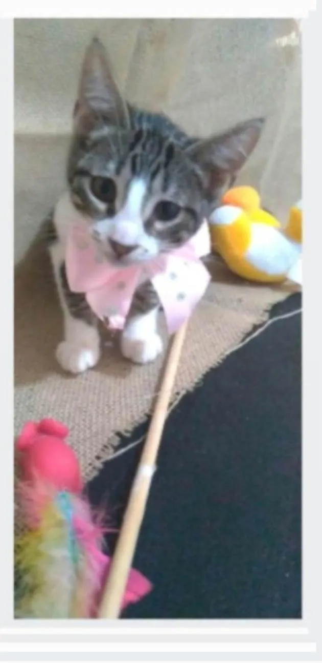 Gato ra a srd idade 2 a 6 meses nome ELENA