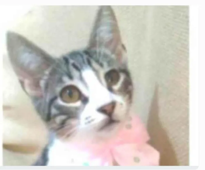 Gato ra a srd idade 2 a 6 meses nome ELENA
