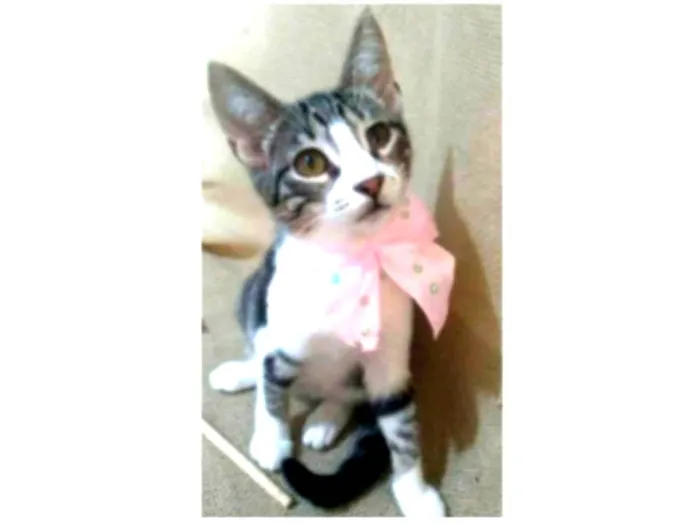 Gato ra a srd idade 2 a 6 meses nome ELENA