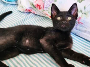 Gato raça SRD-ViraLata idade 2 a 6 meses nome IVAN BLACK