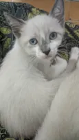 Afonsinha