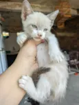 Tidinha