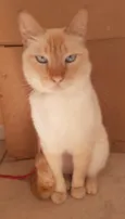 GATINHO AMARELINHO