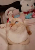 GATINHO AMARELINHO