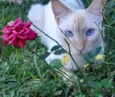 GATINHO AMARELINHO