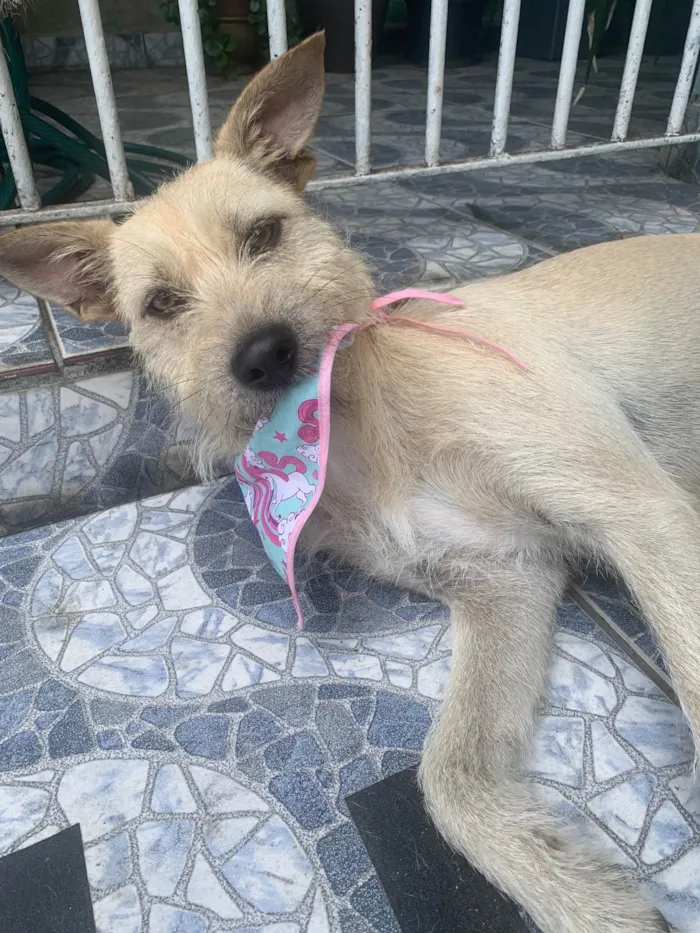 Cachorro ra a SRD-ViraLata idade 1 ano nome Estrela 