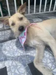 Estrela