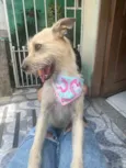 Estrela