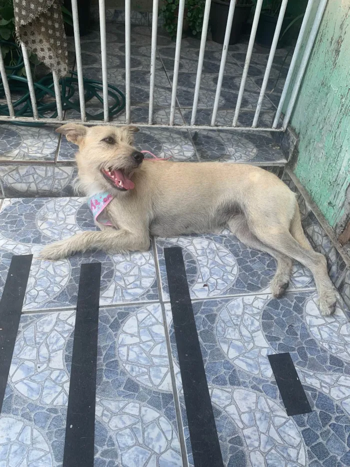 Cachorro ra a SRD-ViraLata idade 1 ano nome Estrela 