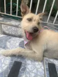 Estrela