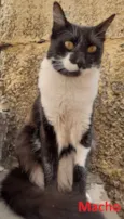 04 GATINHOS