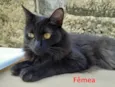 04 GATINHOS