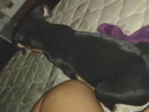 Cachorro raça Rottweiler idade Abaixo de 2 meses nome Sem nome 