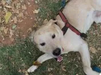 Cachorro raça Labrador  idade 6 ou mais anos nome Layon