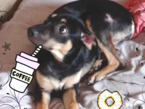 Cachorro raça SRD-ViraLata idade 7 a 11 meses nome FLORISBELA