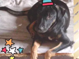 Cachorro raça SRD-ViraLata idade 7 a 11 meses nome PRETINHO