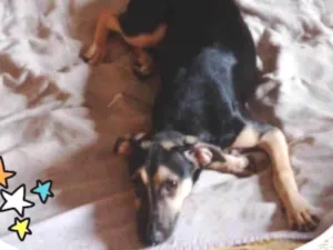 Cachorro raça SRD-ViraLata idade 7 a 11 meses nome ISABELA