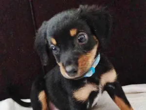 Cachorro raça SRD-ViraLata idade 7 a 11 meses nome FOFINHO