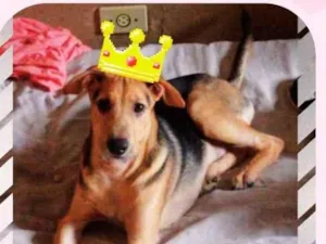 Cachorro raça SRD-ViraLata idade 7 a 11 meses nome BART