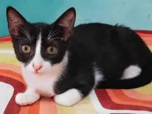 Gato raça SRD-ViraLata idade 2 a 6 meses nome MENINO