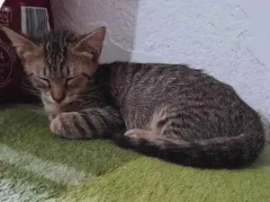 Gato raça SRD-ViraLata idade 2 a 6 meses nome MENINA