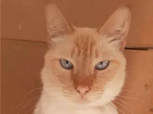 Gato raça  idade 2 anos nome GATINHO AMARELINHO