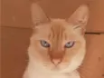 GATINHO AMARELINHO