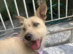 Cachorro raça SRD-ViraLata idade 1 ano nome Estrela 