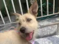 Estrela
