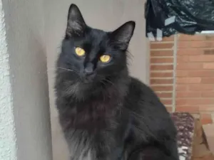 Gato raça  idade 1 ano nome 04 GATINHOS