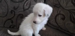 Cachorro raça Terrier islandês White idade 4 anos nome Slink