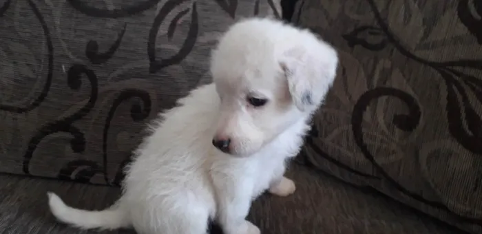 Cachorro ra a Terrier islandês White idade 4 anos nome Slink