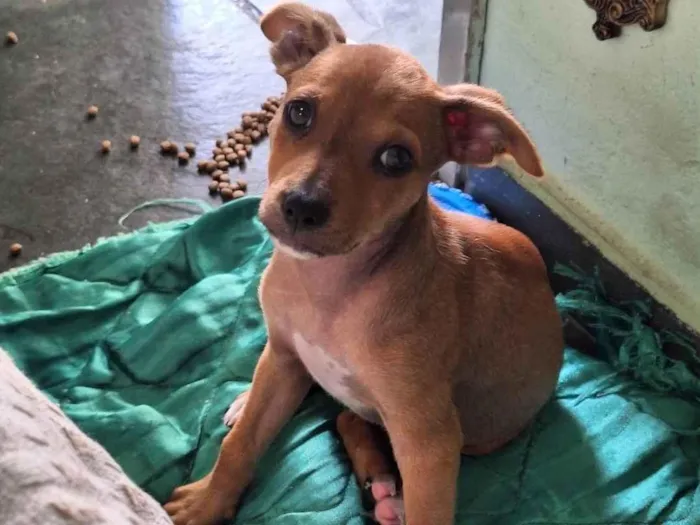 Cachorro ra a SRD-ViraLata idade 2 a 6 meses nome Dante