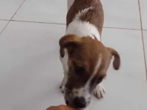 Cachorro raça Srd idade 2 a 6 meses nome Tina 